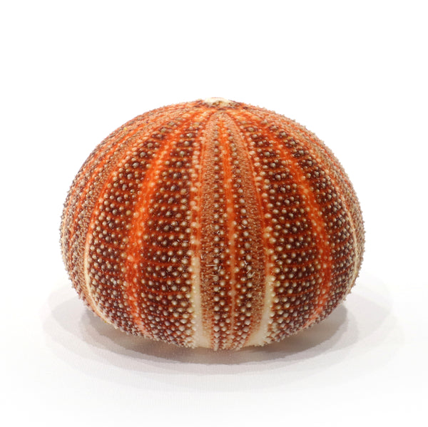 Giant Orange Sea Urchin